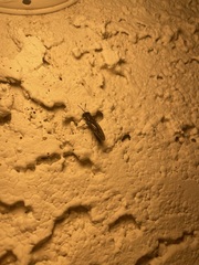 Hermetia illucens
