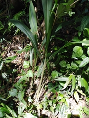 Setaria sulcata
