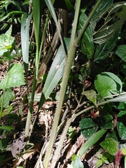 Setaria sulcata