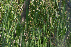 Iris giganticaerulea