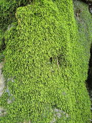 Scleropodium obtusifolium