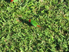 Erythrura pealii