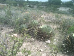 Agave parryi truncata