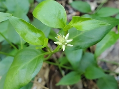 Alternanthera flavescens