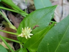 Alternanthera flavescens