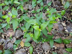 Alternanthera flavescens