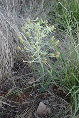 Albuca prasina