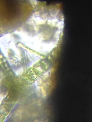 Actinella punctata