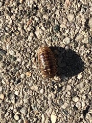Armadillidium vulgare