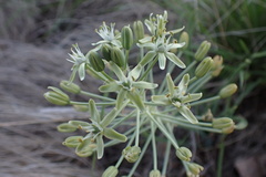 Albuca prasina