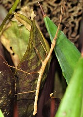 Candovia granulosa