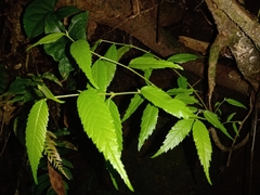 Ulmus mexicana