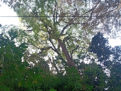Ulmus mexicana
