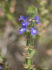 Scutellaria drummondii