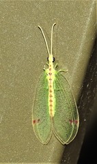 Norfolius howensis
