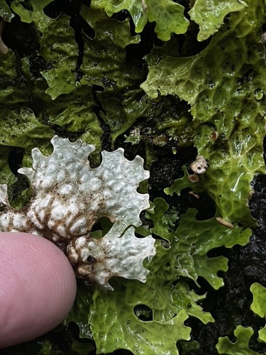 Cabbage Lung Lichen
