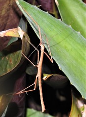 Candovia granulosa