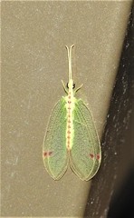 Norfolius howensis