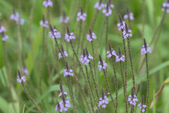 Verbena runyonii