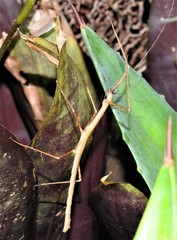 Candovia granulosa