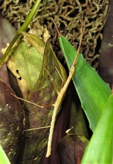 Candovia granulosa