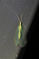 Norfolius howensis