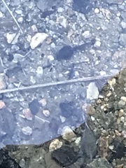 Pseudacris cadaverina