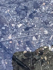 Pseudacris cadaverina