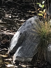 Pseudacris cadaverina