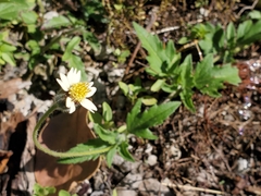 Tridax procumbens image