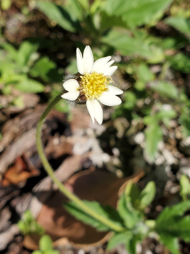 Tridax procumbens image
