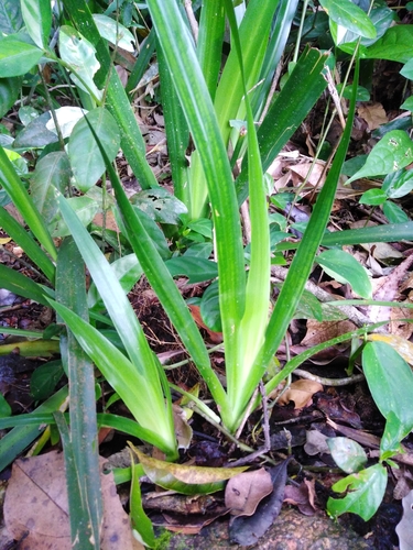 Trimezia candida