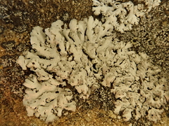 Physcia tribacia