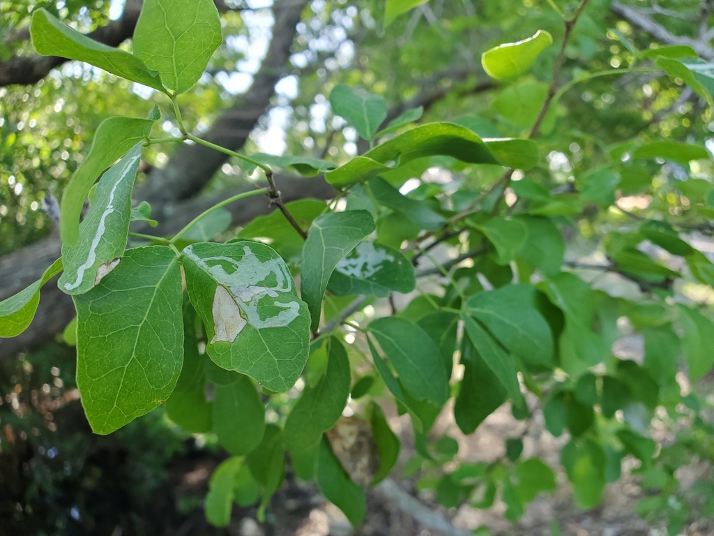 Eucosmophora pithecellobiae