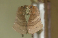 Kunugia latipennis