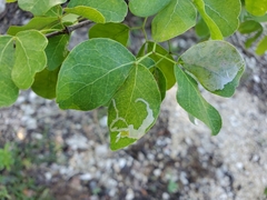 Eucosmophora pithecellobiae