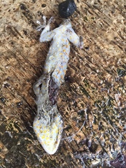 Gekko gecko