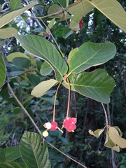 Guettarda scabra image