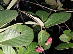 Guettarda scabra image