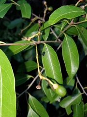Nectandra coriacea