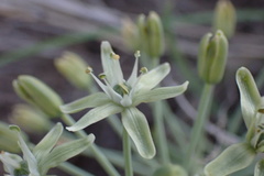 Albuca prasina