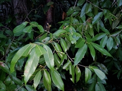 Nectandra coriacea