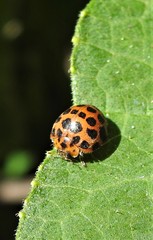 Henosepilachna vigintisexpunctata