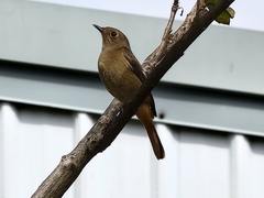 Phoenicurus auroreus