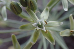 Albuca prasina
