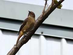 Phoenicurus auroreus