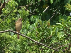 Phoenicurus auroreus