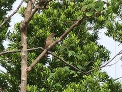 Phoenicurus auroreus