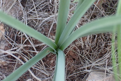 Albuca prasina