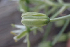 Albuca prasina